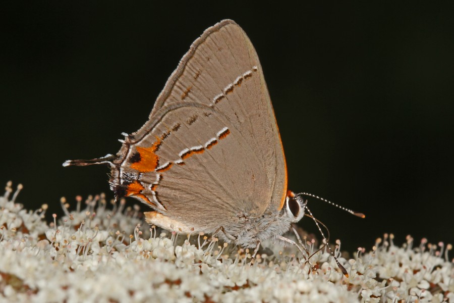 Gray Hairstreak - Strymon melinus, Meadowwood FarmSRMA, Mason Neck, Virginia