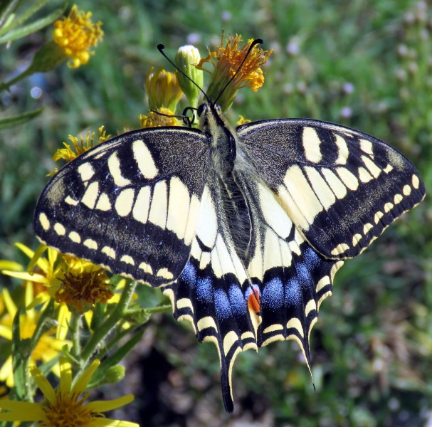 Greek Butterfly on Flower