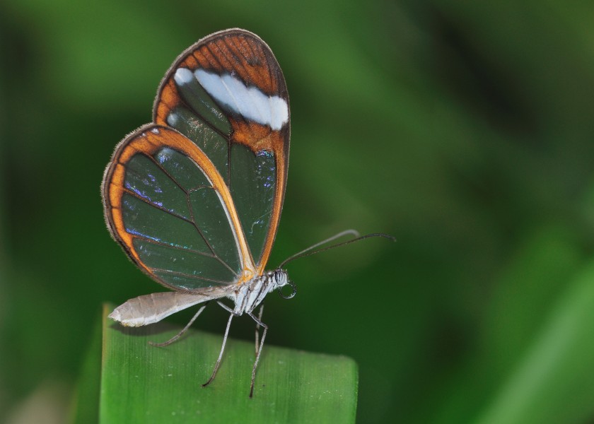 Greta oto qtl2