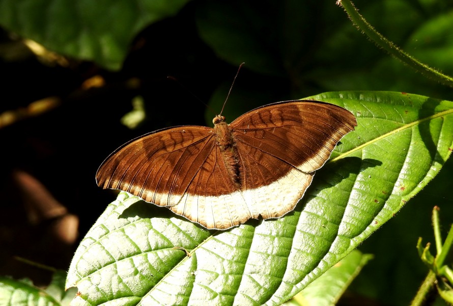 Grey Count Tanaecia lepidea by Dr. Raju Kasambe DSCN2745 (9)
