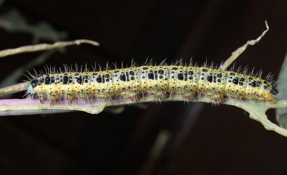 Großer Kohlweißling Pieris brassicae
