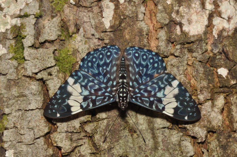 Hamadryas cf amphinome (15677477618)