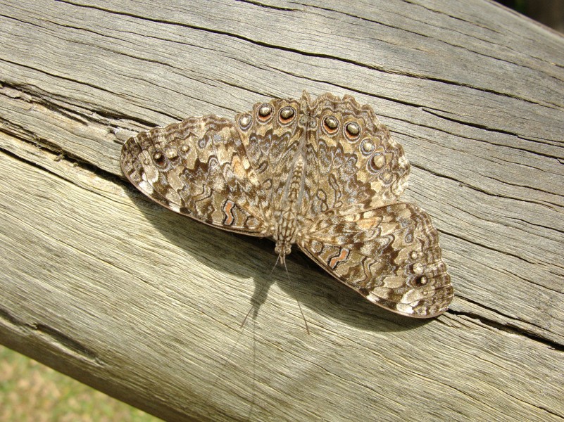 Hamadryas februa PR