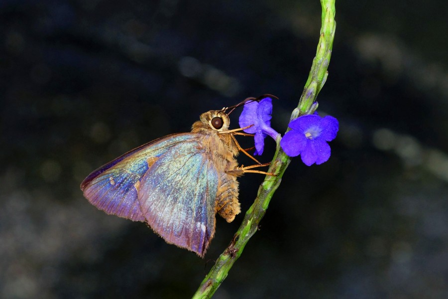 Hasora mixta limata