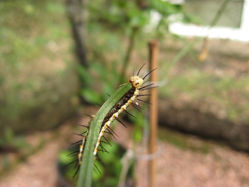 Heliconius erato caterpillar
