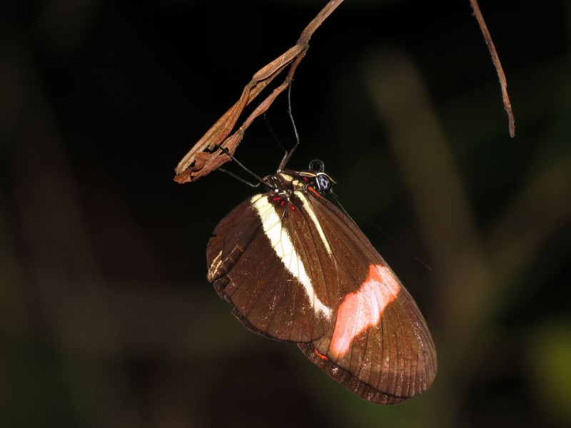 Heliconius erato petiverana - Flickr - treegrow