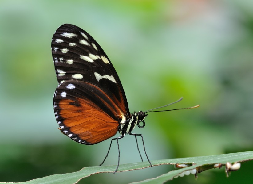 Heliconius hecale qtl1