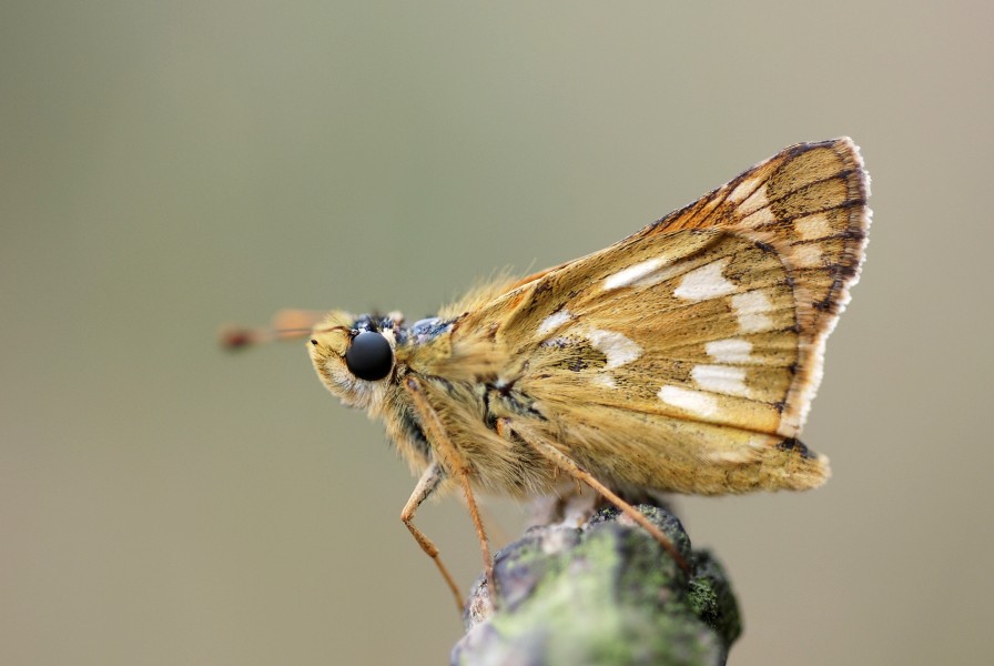 Hesperia comma male (4871852574)