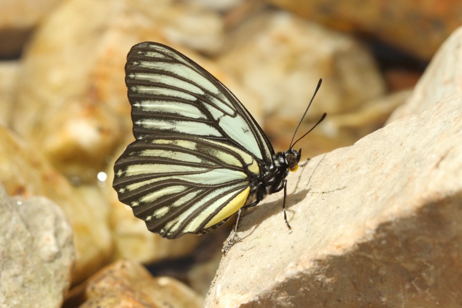 Hestina nicevillei by Davidraju from Himachal Pradesh