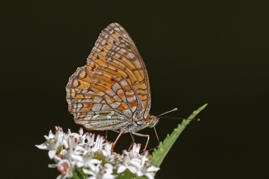 High brown fritillary (Argynnis adippe) underside Macedonia