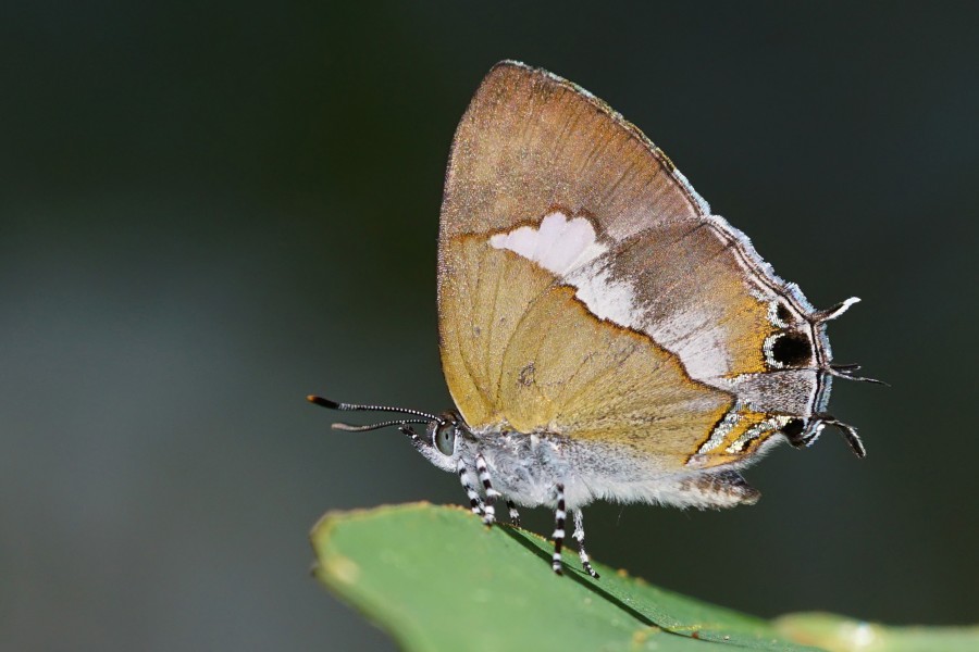 Horaga albimacula triumphalis ventral view 20140712