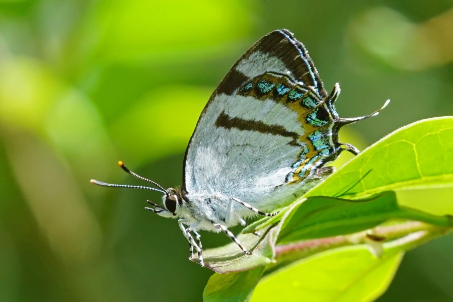 Horaga rarasana ventral view 20150609