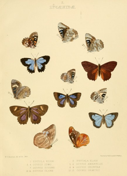 Illustrations of diurnal Lepidoptera British Museum Catalogue I