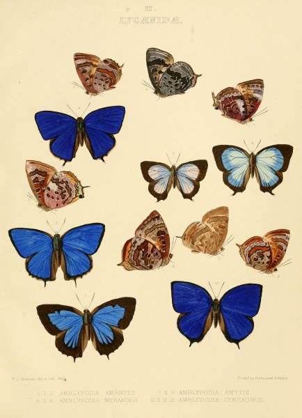 Illustrations of diurnal Lepidoptera British Museum Catalogue II