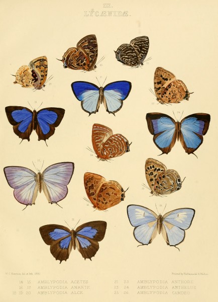 Illustrations of diurnal Lepidoptera British Museum Catalogue III