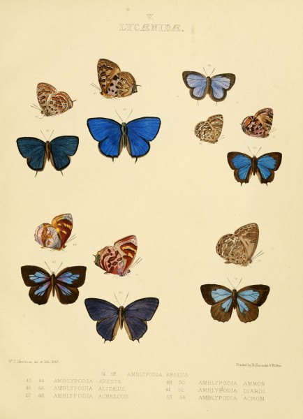 Illustrations of diurnal Lepidoptera British Museum Catalogue V