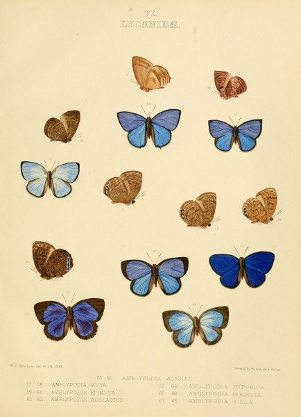 Illustrations of diurnal Lepidoptera British Museum Catalogue VI