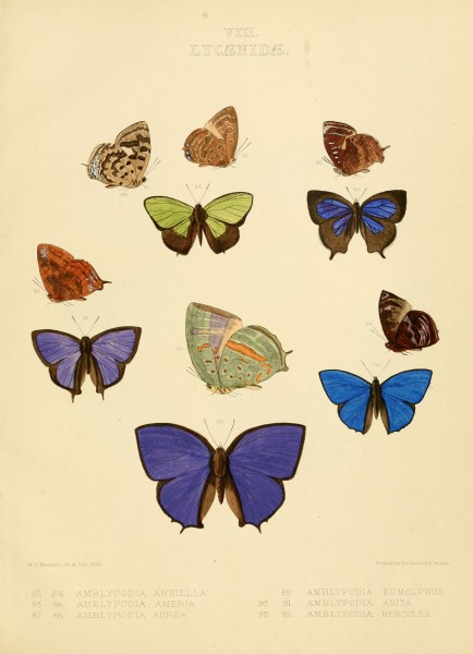 Illustrations of diurnal Lepidoptera British Museum Catalogue VIII