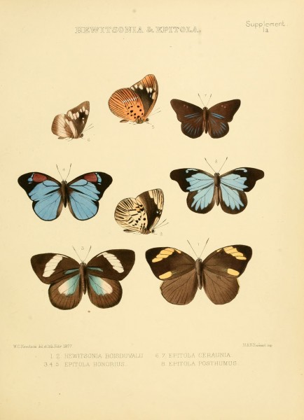Illustrations of diurnal Lepidoptera Supplement Ia