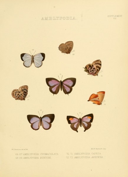 Illustrations of diurnal Lepidoptera Supplement VIII
