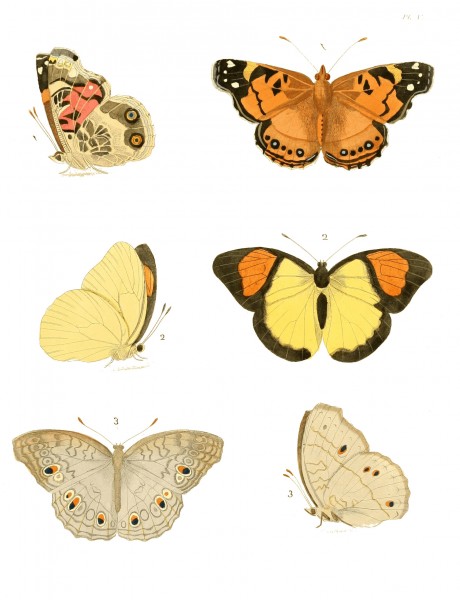 Illustrations of Exotic Entomology I 05