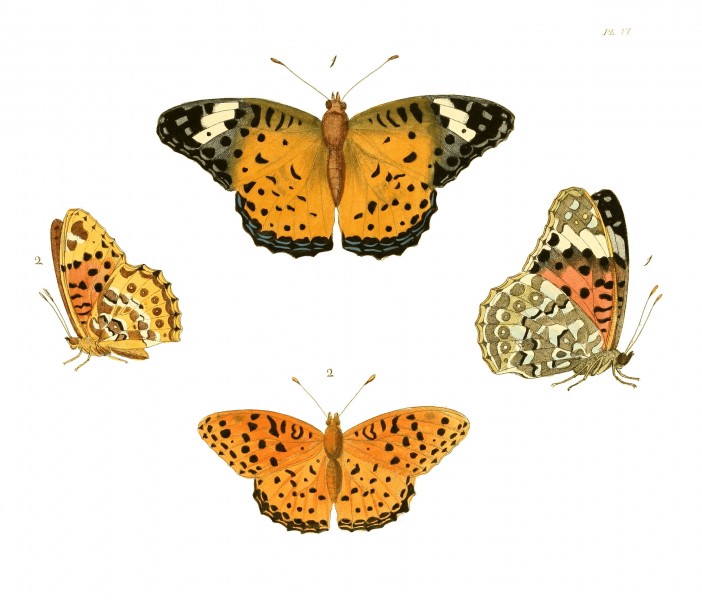 Illustrations of Exotic Entomology I 06