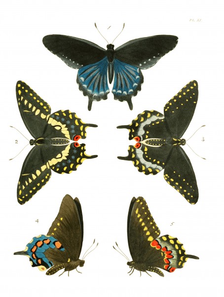 Illustrations of Exotic Entomology I 11