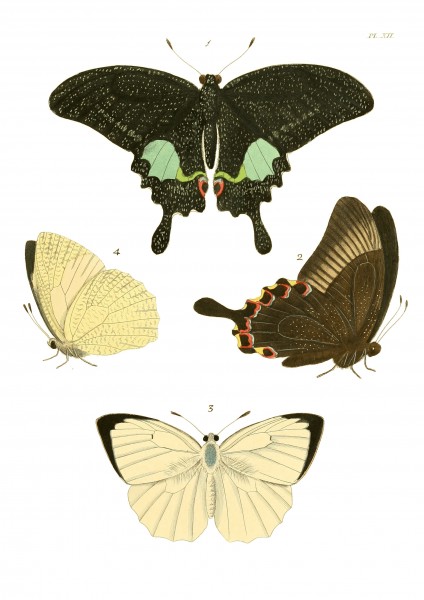 Illustrations of Exotic Entomology I 12