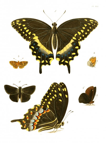 Illustrations of Exotic Entomology I 19