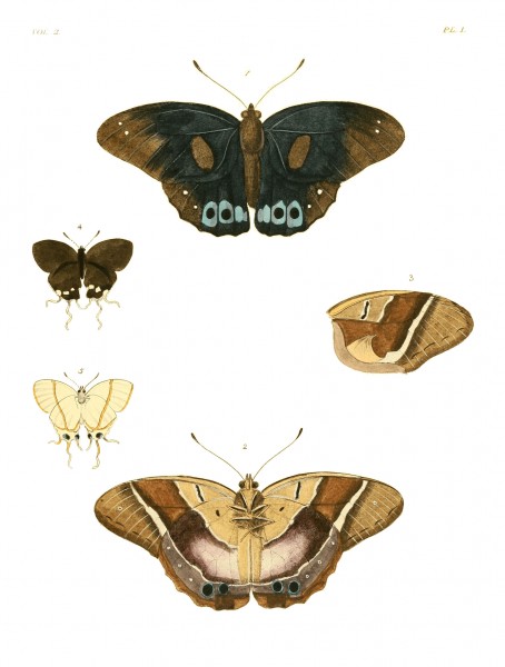 Illustrations of Exotic Entomology II 01