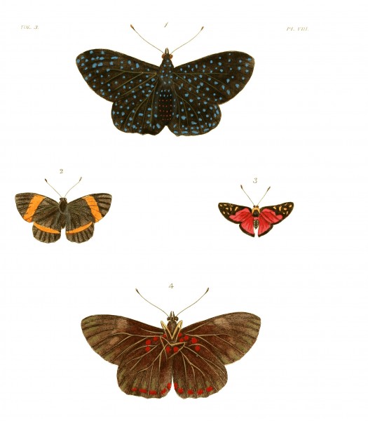 Illustrations of Exotic Entomology III 08
