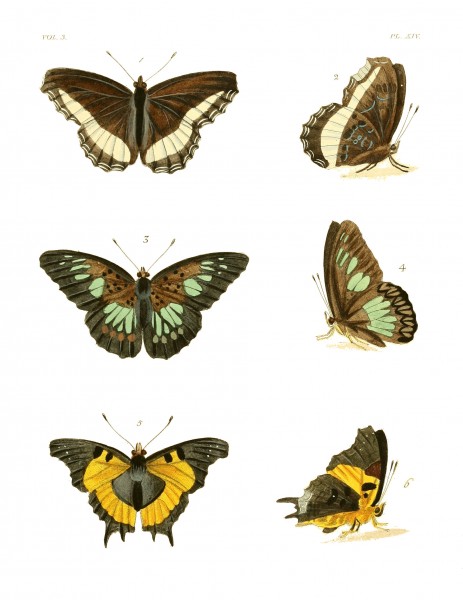 Illustrations of Exotic Entomology III 14