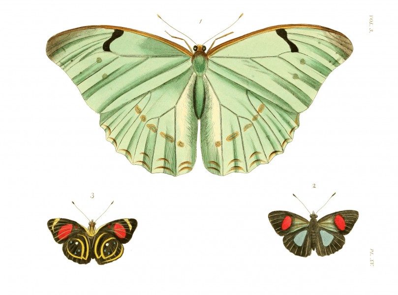 Illustrations of Exotic Entomology III 15