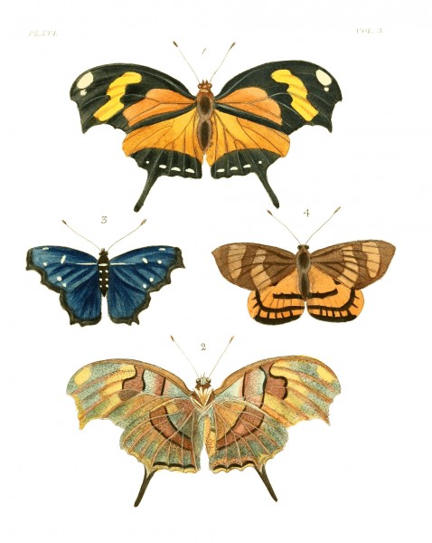 Illustrations of Exotic Entomology III 16