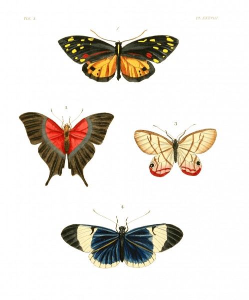 Illustrations of Exotic Entomology III 38