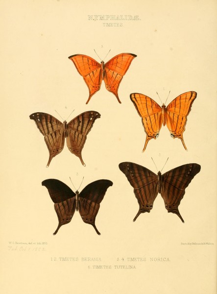 Illustrations of new species of exotic butterflies (10559303916)