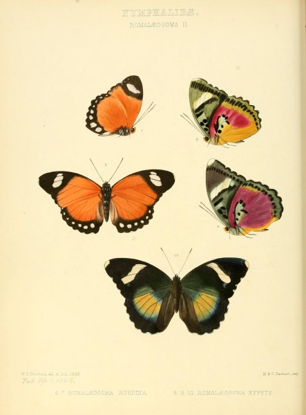 Illustrations of new species of exotic butterflies (10559320905)