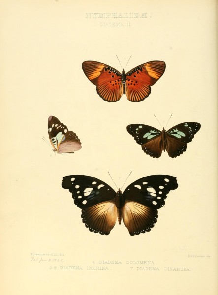 Illustrations of new species of exotic butterflies (10559326856)