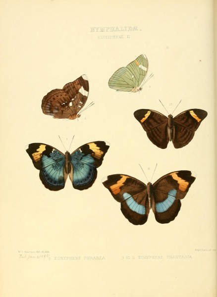Illustrations of new species of exotic butterflies (10559334305)