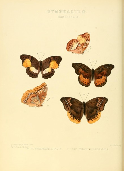 Illustrations of new species of exotic butterflies (10559341915)