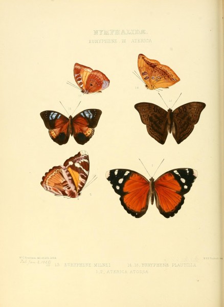Illustrations of new species of exotic butterflies (10559359326)