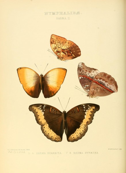 Illustrations of new species of exotic butterflies (10559364785)
