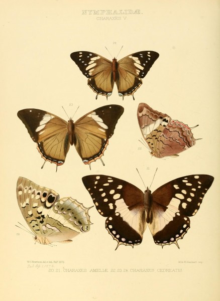 Illustrations of new species of exotic butterflies (10559424745)