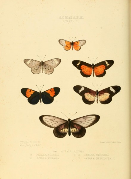 Illustrations of new species of exotic butterflies (Acraeidae- Acraea Pl II) (7636753380)