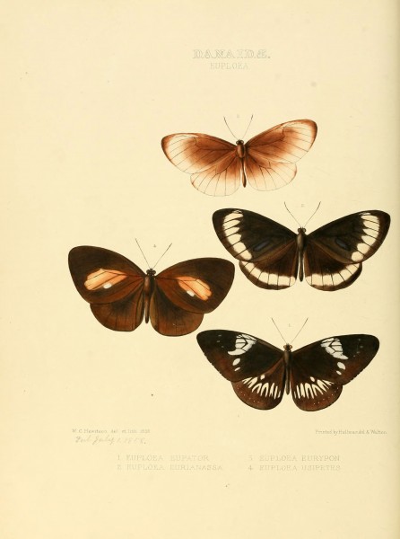 Illustrations of new species of exotic butterflies (Danaidae- Euploea I) (6006139298)