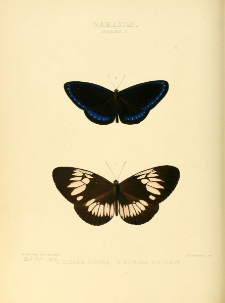 Illustrations of new species of exotic butterflies (Danaidae- Euploea II) (6006139558)