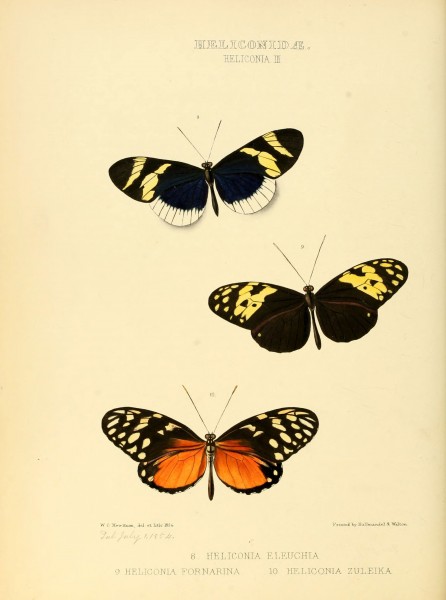 Illustrations of new species of exotic butterflies (Heliconidae- Helicon III) (6006140726)