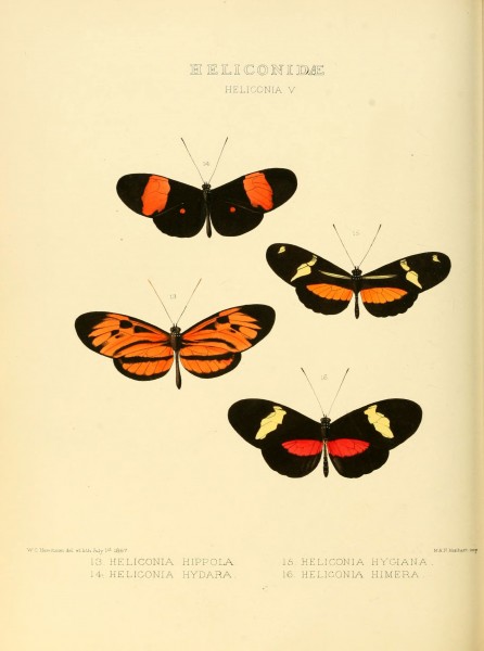 Illustrations of new species of exotic butterflies (Heliconidae- Helicon V) (6006141352)