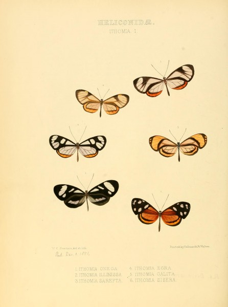 Illustrations of new species of exotic butterflies (Heliconidae- Ithomia I) BHL12839996