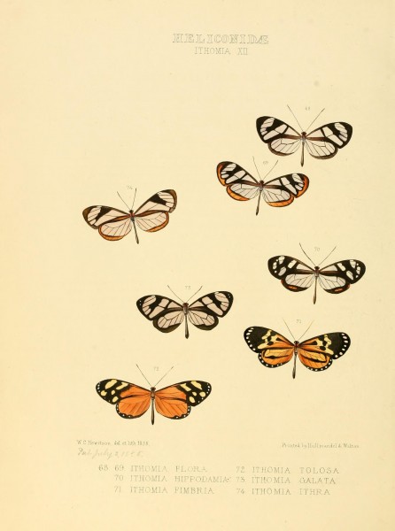 Illustrations of new species of exotic butterflies (Heliconidae- Ithomia XII) BHL12840040